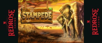 stampede betsoft redrose casino